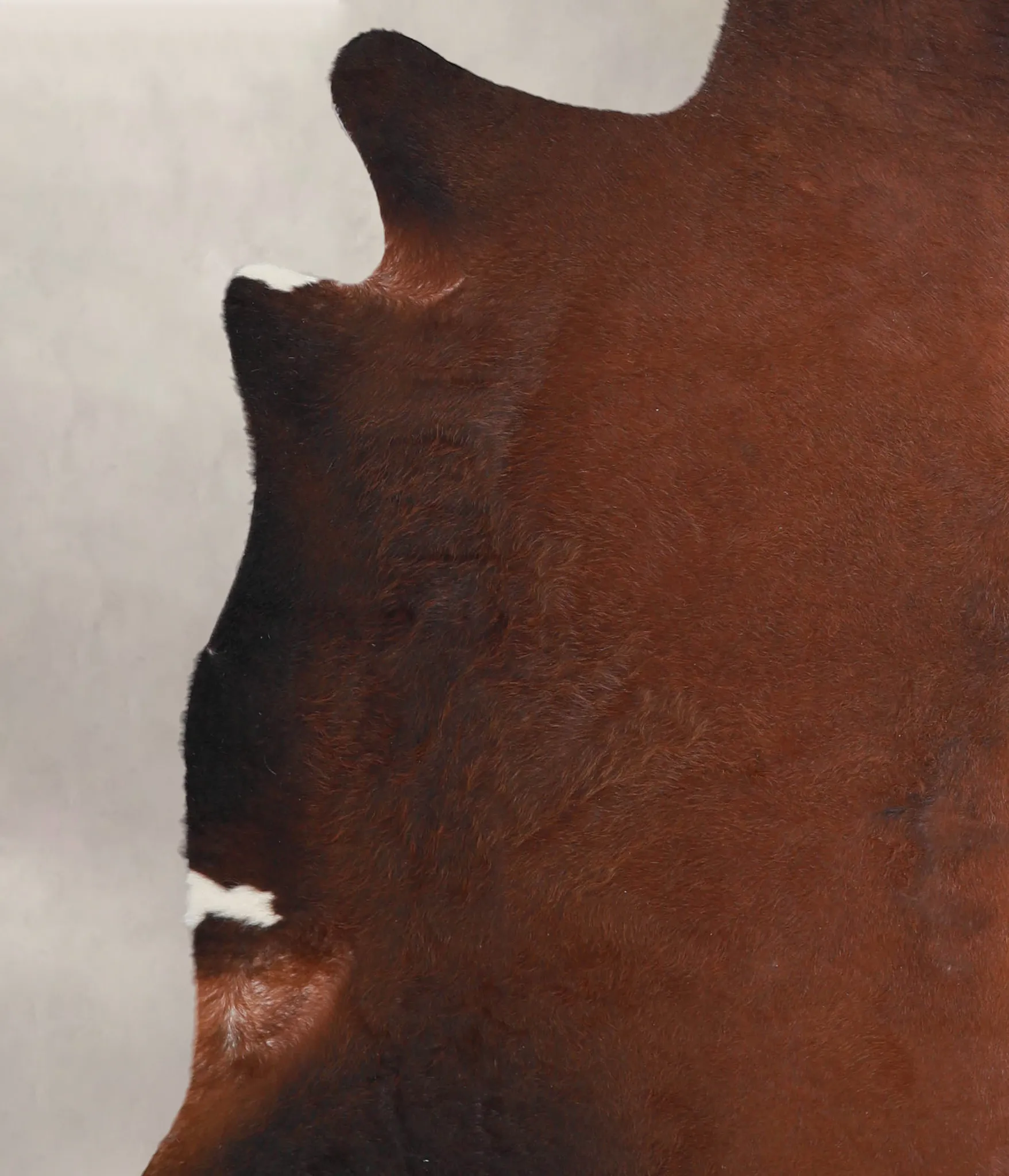 Warm Caramel XX-Large Brazilian Cowhide Rug 6'11"H x 7'4"W #A24738 by Hudson Hides
